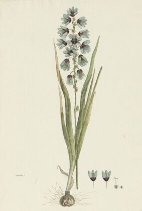 Ixia viridiflora Lam. (1777 - 1786) — size preview