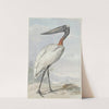 Jabiroe (Jabiroe mycteria) (1770) by Aert Schouman