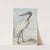 Jabiroe (Jabiroe mycteria) (1770) by Aert Schouman