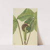 Jack-in-the-pulpit (Arisaema triphyllum) (1917) by Mary Vaux Walcott