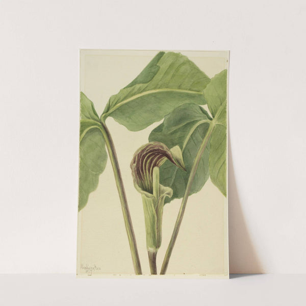 Jack-in-the-pulpit (Arisaema triphyllum) (1917) by Mary Vaux Walcott