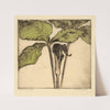 Jack in the Pulpit by Bertha Jaques