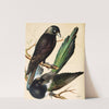 Jackdaw, Magpie by W. A . Blakston
