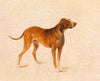 Jagdhund