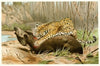 Jaguar killing Tapir (1893-1896)