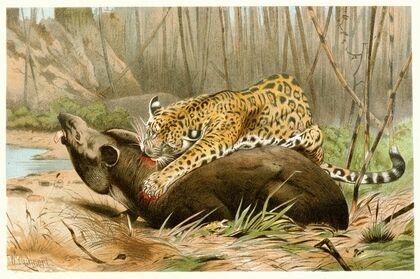 Jaguar killing Tapir (1893-1896)