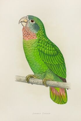 Jamaica Parrot, or White-Fronted Amazon (1884-1887)