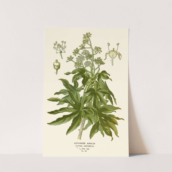 Japanese Aralia (1896-1897) by Edward Step