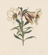 Japanese Lily (1831–1832)