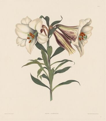 Japanese Lily (1831–1832)