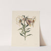 Japanese Lily (1831–1832) by Robert Havell