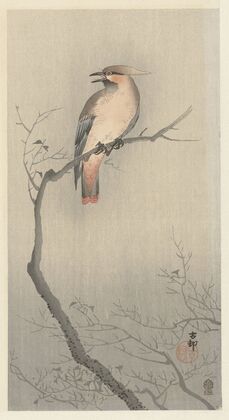 Japanese waxwing on branch