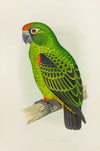 Jardine’s Parrot (1884-1887)