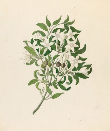 Jasminum angulare