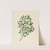 Jasminum angulare by Clemenz Heinrich Wehdemann