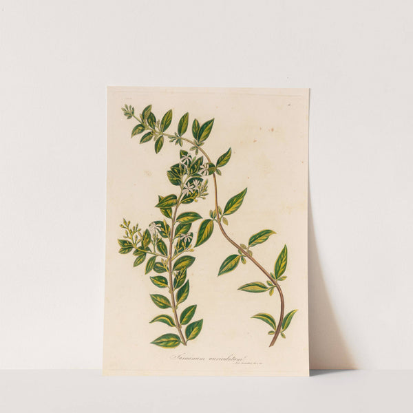 Jasminum auriculatum (1818-1824) by Gaetano Savi