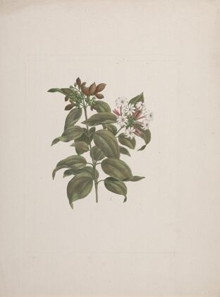 Jasminum dichotomun Vahl (African jasmine)
