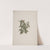 Jasminum dichotomun Vahl (African jasmine) by Luigi Balugani