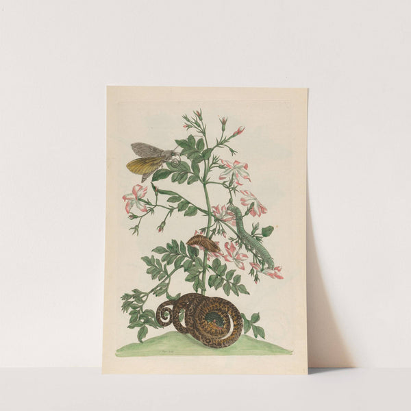 Jasminum grandiflorum (1719) by Maria Sibylla Merian