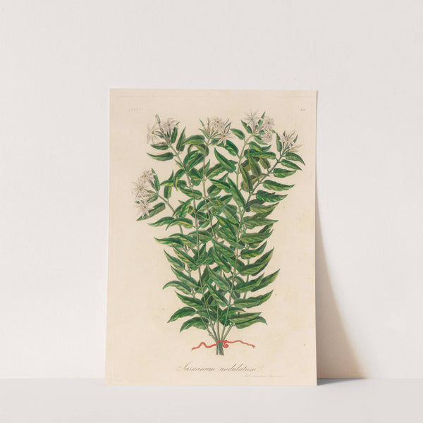 Jasminum undulatum (1818-1824) by Gaetano Savi
