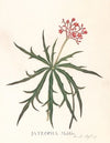 Jatropha Multifidis