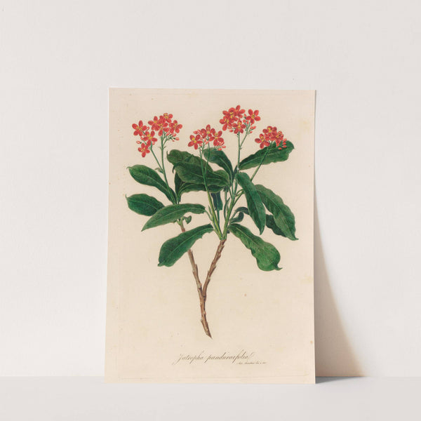 Jatropha panduraefolia (1818-1824) by Gaetano Savi