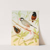 Java Sparrows, Nuns by W. A . Blakston