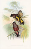 Javan Eurylaime