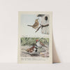 Jenny Wren, Bully the English Sparrow, Chippy the Chipping Sparrow by Louis Agassiz Fuertes