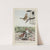 Jenny Wren, Bully the English Sparrow, Chippy the Chipping Sparrow by Louis Agassiz Fuertes