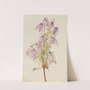 Jicarilla (Clematis pseudoalpina) (1933) by Mary Vaux Walcott