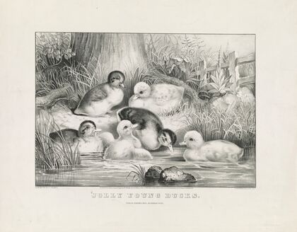 Jolly young ducks (1866)