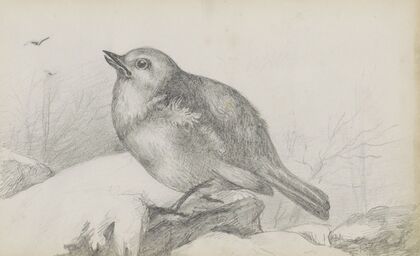 Jonge vogel op een steen