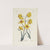 Jonquil by Carington Bowles