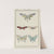 Journal des Dames et des Modes, Costumes Parisiens, 1913, No. 88 ; Papillons naturels montés (...) by Anonymous