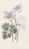 Joyous Colombine