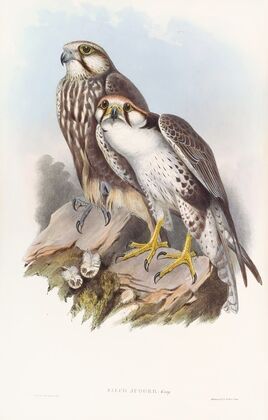 Jugger Falcon