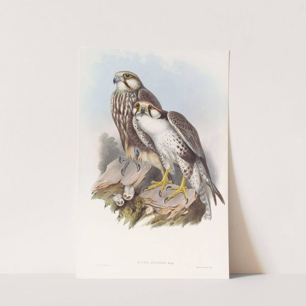 Jugger Falcon by John Gould