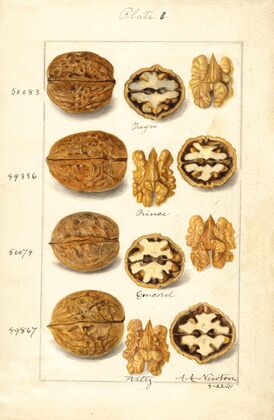 Juglans