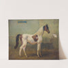 Junger gefleckter Hengst im Stall by Alois Bach