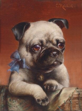 Young pug