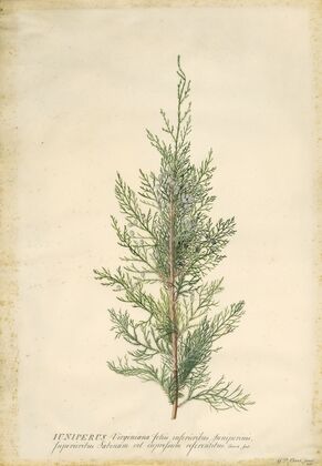 Juniper