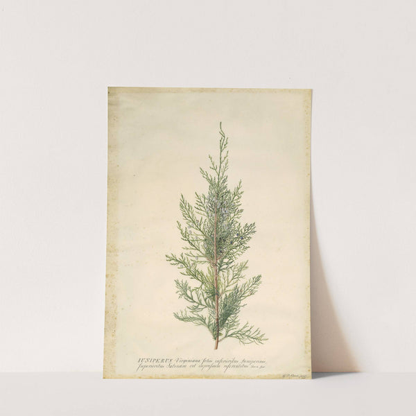 Juniper (1745) by Georg Dionysius Ehret