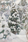 Juniper Tree in Snow