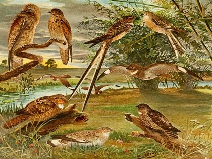 Jurutaui, Bacurau, Bacuráu-tesora, Mede-legoas, Bacurau branco das praias