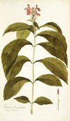 Justicia bracteolata