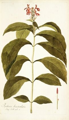 Justicia bracteolata