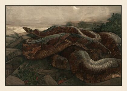 Kaa the python (1903)