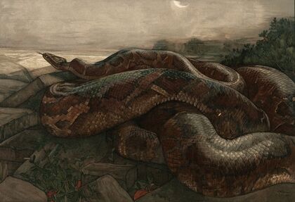 Kaa The Python
