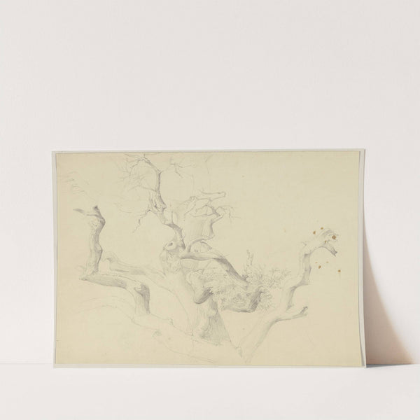 Kahle Baumkrone in starker Untersicht by Jakob Becker
